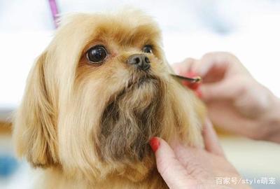 狗的外貌描写