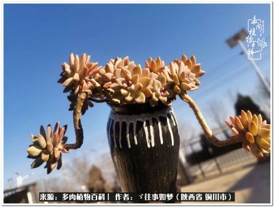 爱多肉的唯美句子