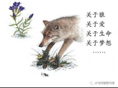 关于狼的描写