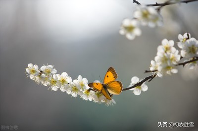 赞美蝴蝶的句子