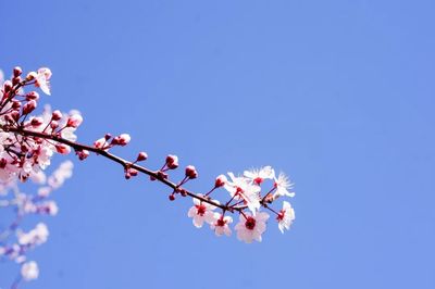 描写春天的花的诗