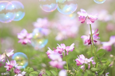 描写春天的花的诗