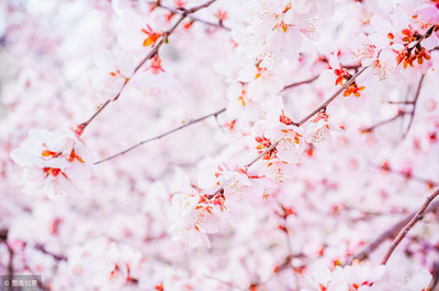 描写春天的花的诗
