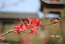 描写梅花品质的诗句
