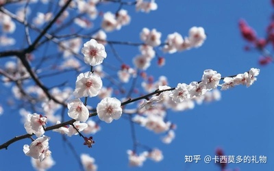 描写梅花品质的诗句