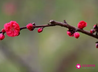 描写梅花品质的诗句