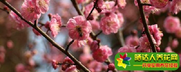 描写梅花品质的诗句