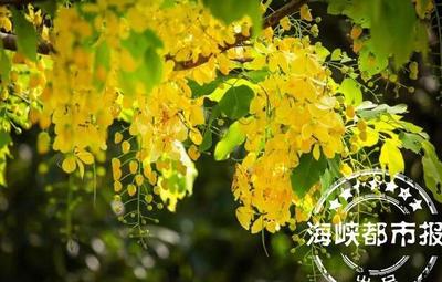 描写盛夏的优美句子