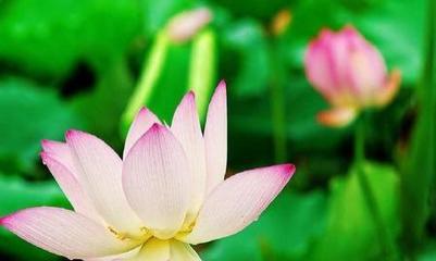 描写盛夏的优美句子