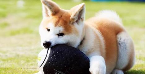 形容狗忠诚的句子