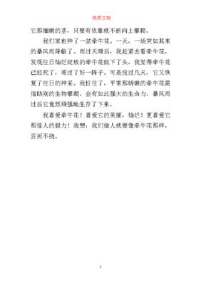 我喜欢牵牛花作文