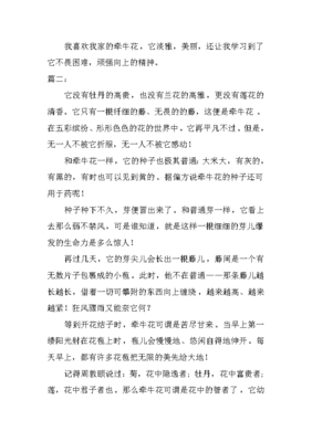 我喜欢牵牛花作文