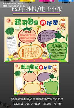 蔬菜的手抄报