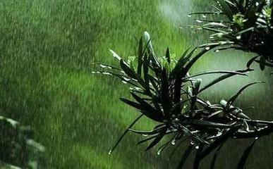 雨的描写唯美句子
