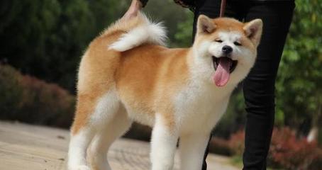 形容狗忠诚的句子