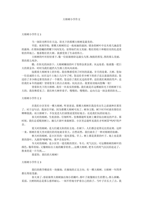大榕树作文