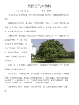 大榕树作文