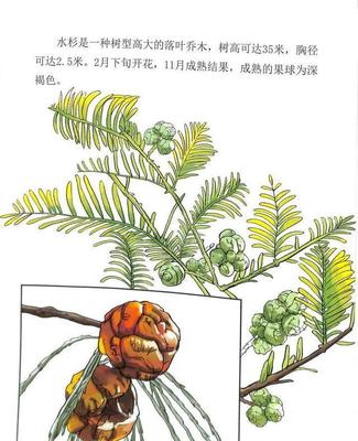 关于植物的绘本故事
