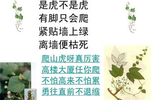 爬山虎手抄报
