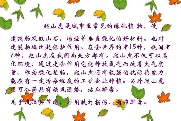 爬山虎手抄报