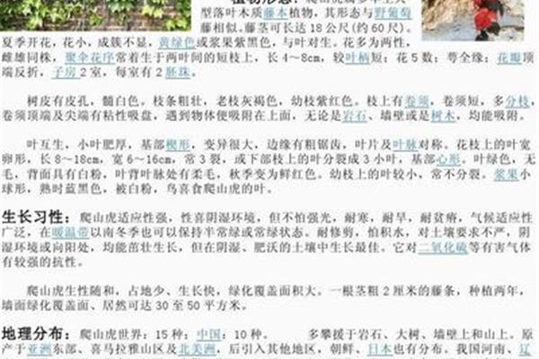 爬山虎手抄报