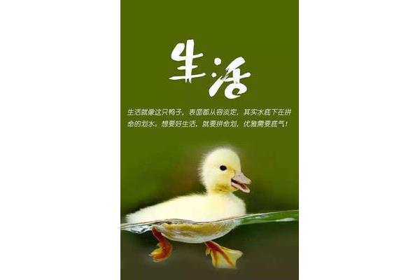 给自己一个交代的句子