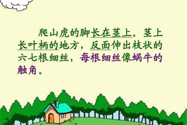 爬山虎手抄报