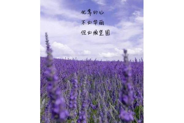 孟婆的唯美句子