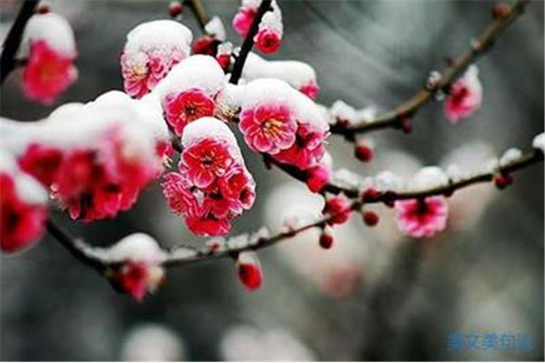 描写雪中梅花的诗句
