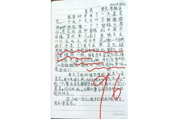 关于昙花的作文