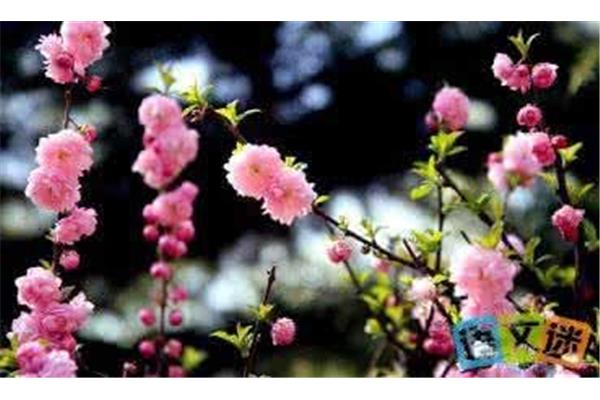 形容果树开花的句子