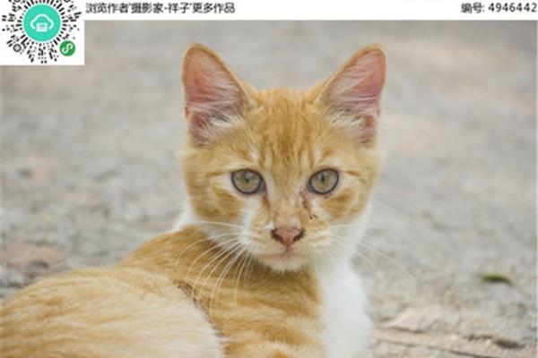 描写小猫的样子