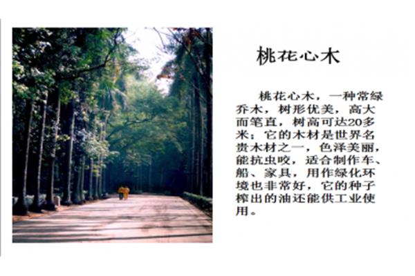 树林的优美句子