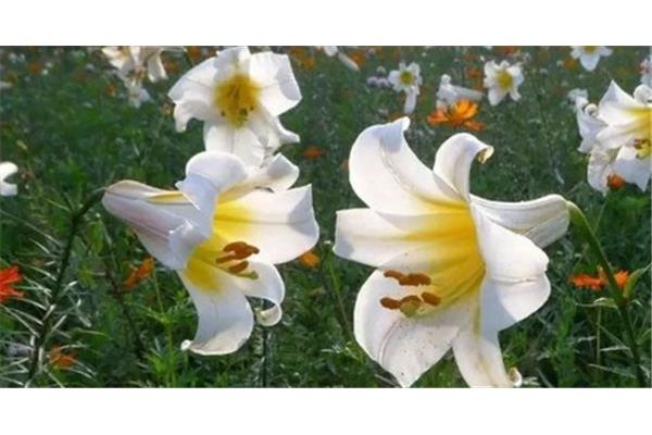 茹志鹃百合花读后感
