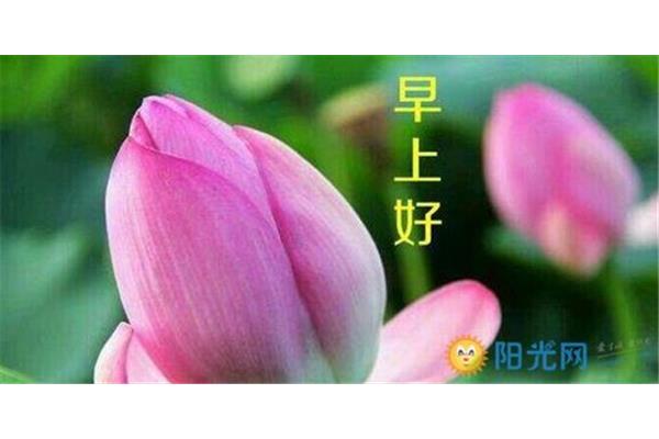 清晨空气好的句子