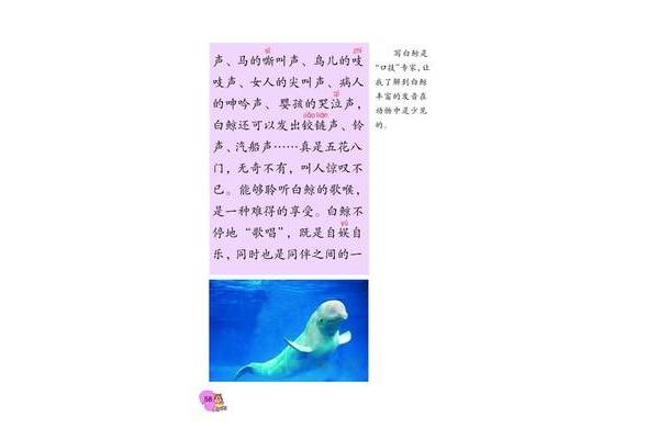 白鲸表演作文